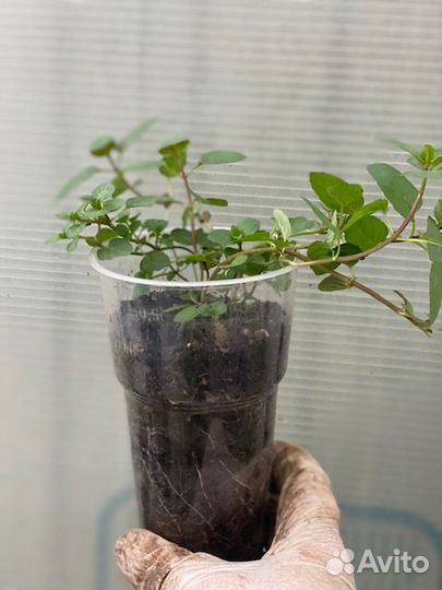 Мята шоколадная. Клематис Буддлея