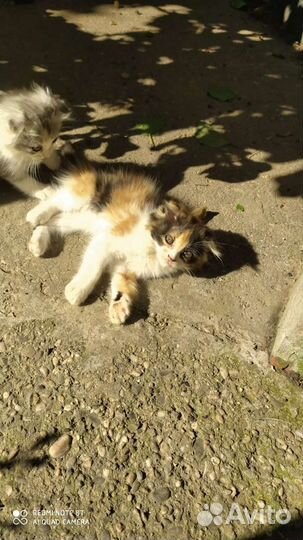 Вислоухая красивая девочка