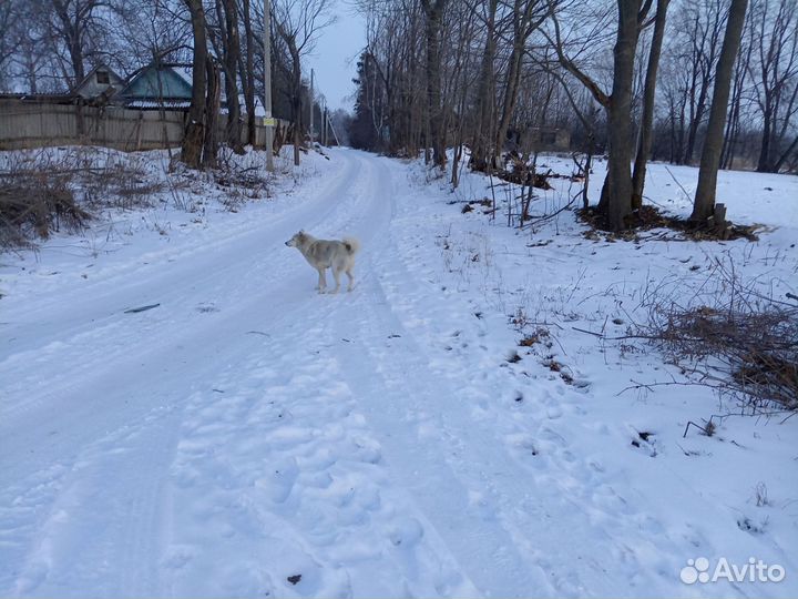 Собака лайка