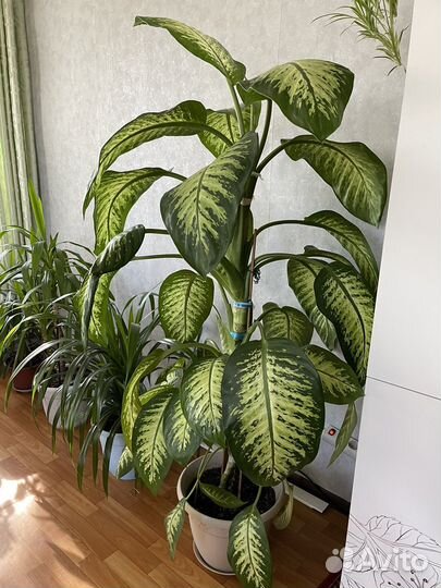 Диффенбахия большая