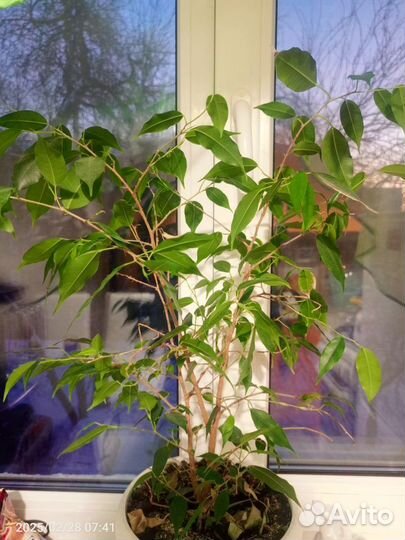 Комнатные цветы