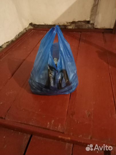 Грибы свежие сморчки