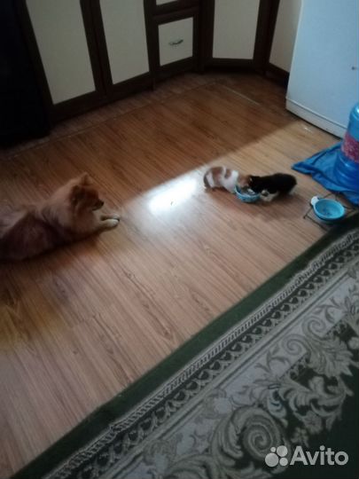 Два мальчика