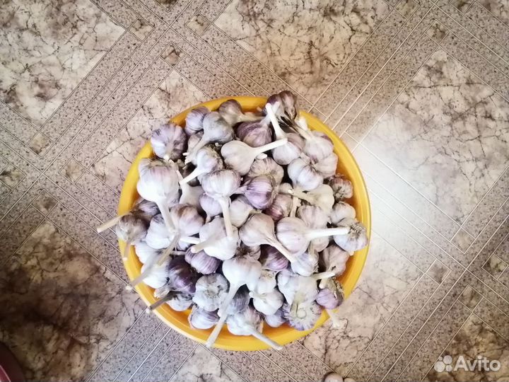 Озимый чеснок