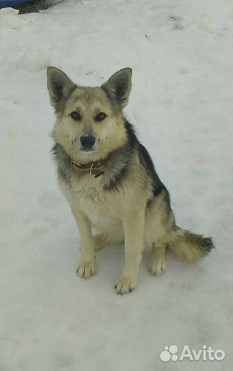 Собака в добрые руки отдам бесплатно