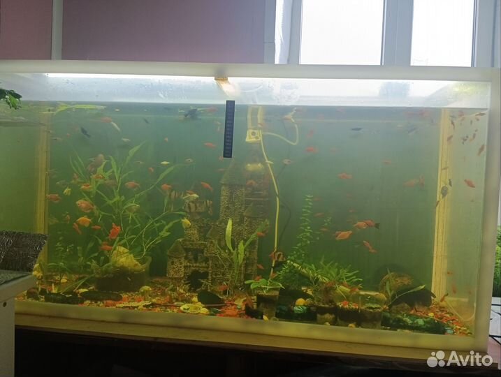 Аквариум