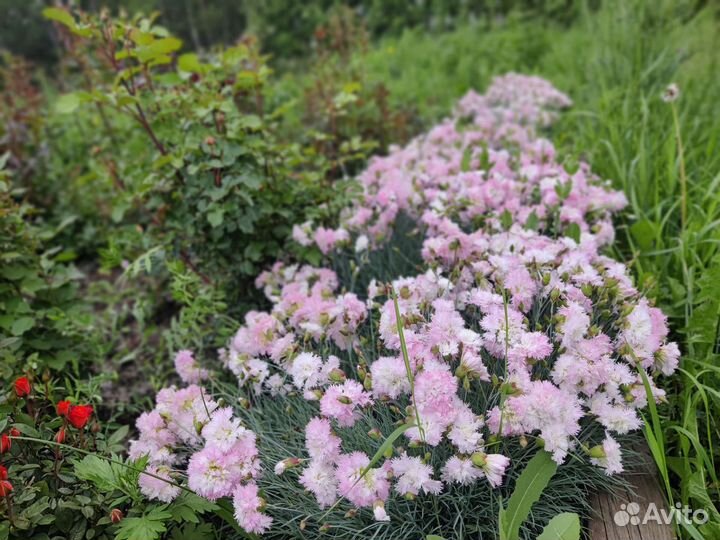 Саженцы гвоздика перистая