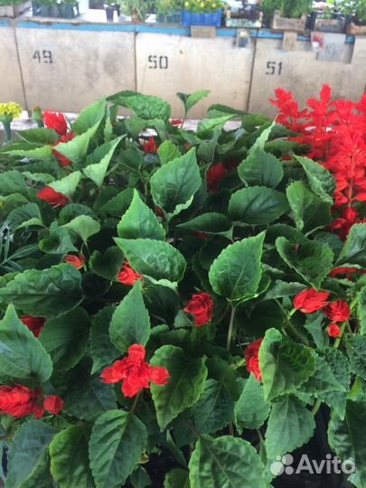 Рассада Цветов, перец, баклажаны, помидоры, огурцы