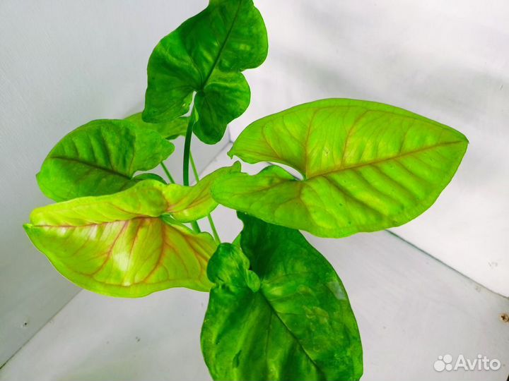 Сингониумы сортовые