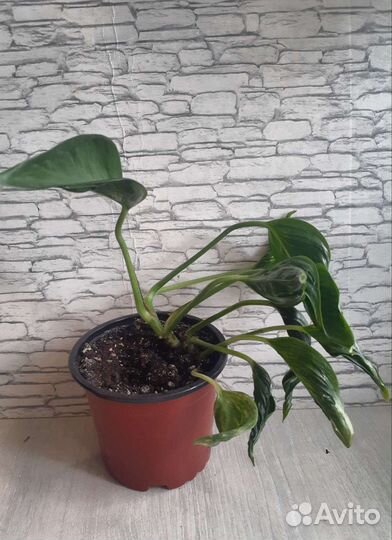 Эпипремнумы