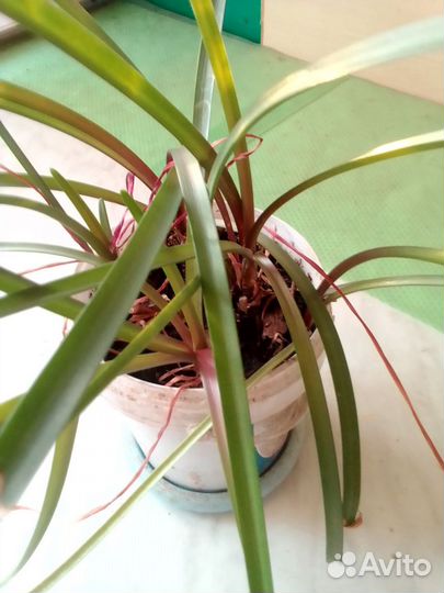 Комнатные цветы