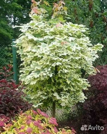 Клен друммонди