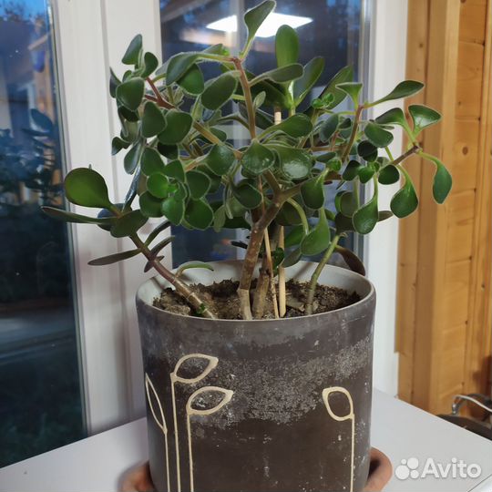 Денежное дерево