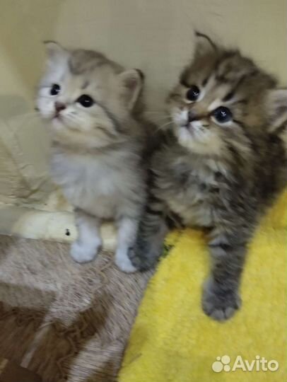 Персидская