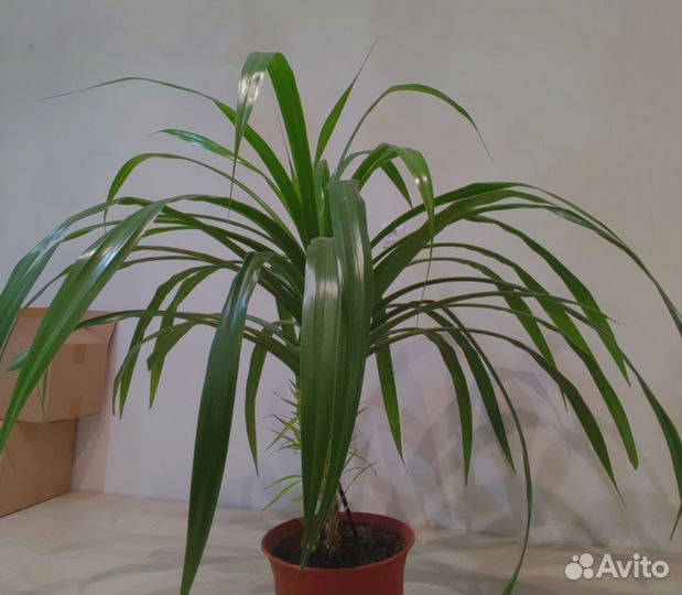 Пальма панданус