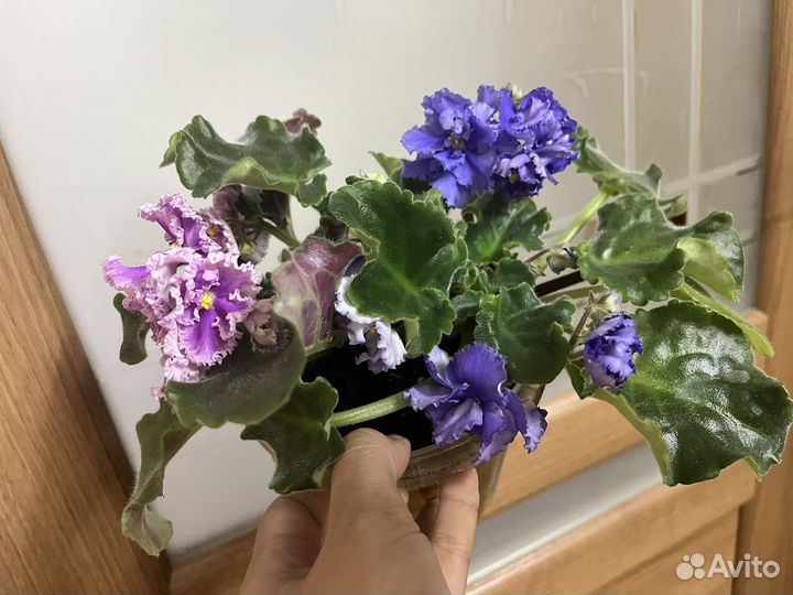 2 Фиалки в одном горшке