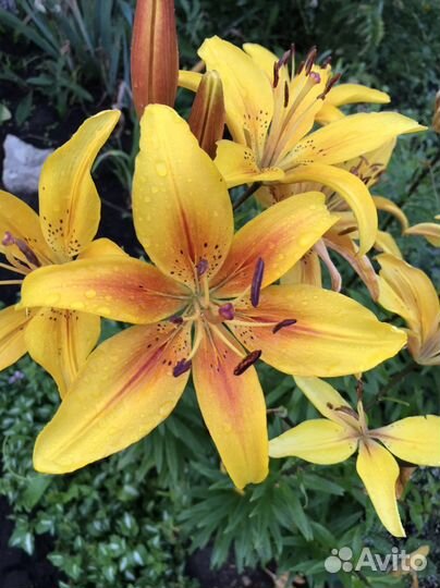 Цветы садовые многолетние