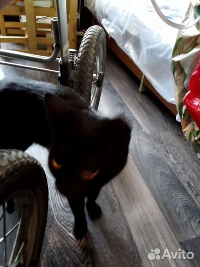 Кошка с котом