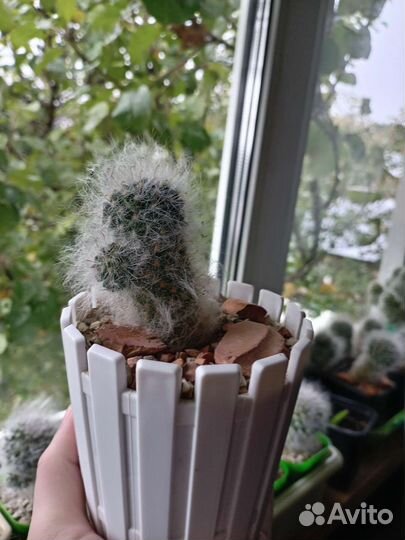 Кактусы и суккуленты