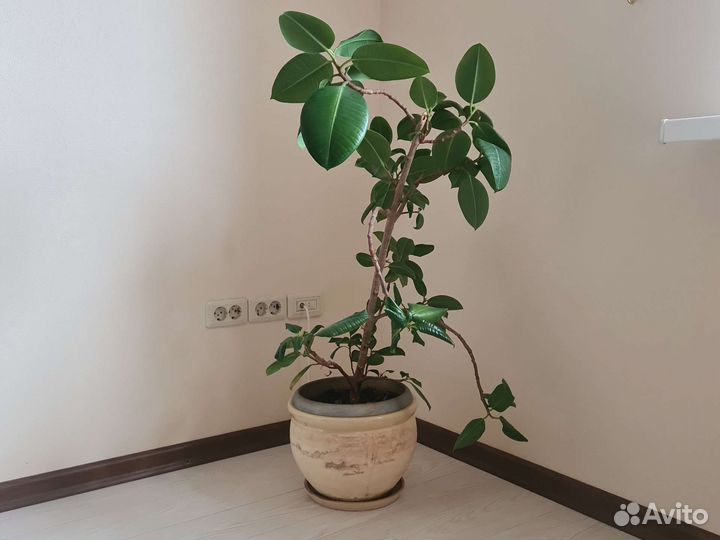 Фикус живой в керамическом кашпо