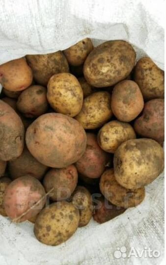 Продам картофель домашний