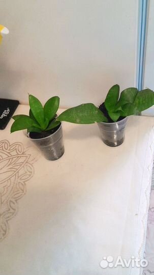 Комнатные растения цветы