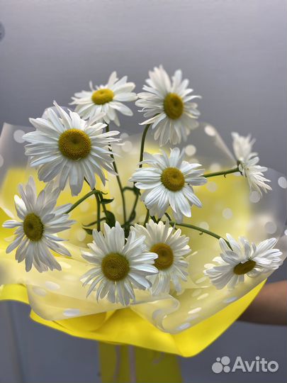 Цветы/букет ромашек