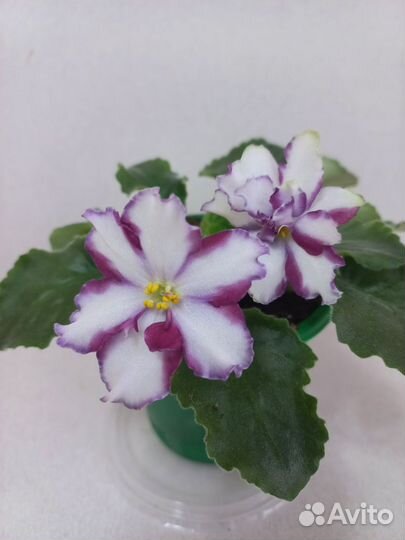 Фиалки сортовые на цвету