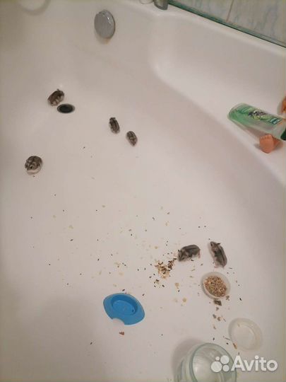 Джунгарский хомяк