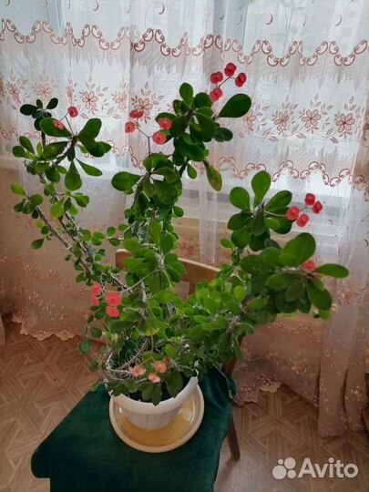 Молочай миля