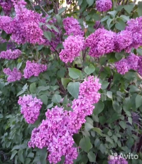 Сирень махровая