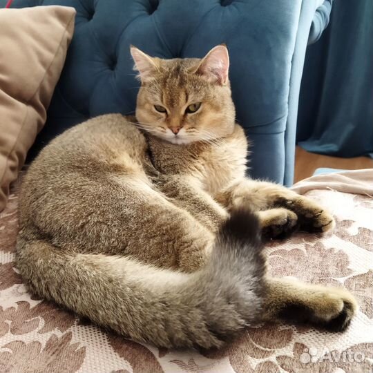 Золотая шиншилла, кот на вязку