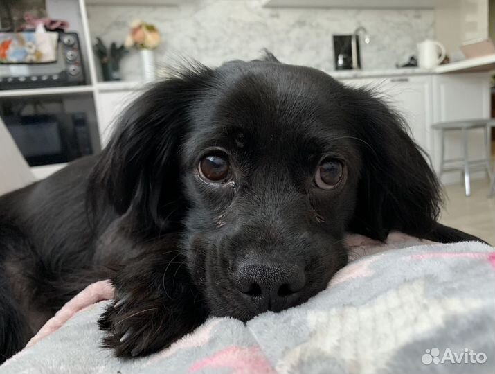 Отдам собачку в хорошие руки