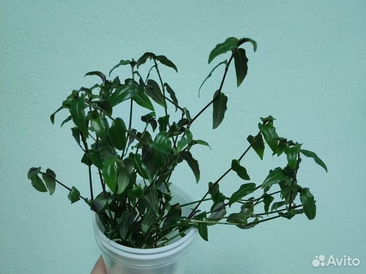 Традесканция приречная “Фата Невесты” (срезы)