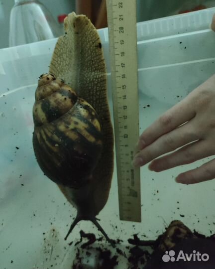 Архахатина Маргината