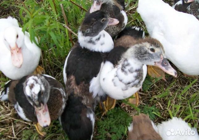 Индоутки молодняк