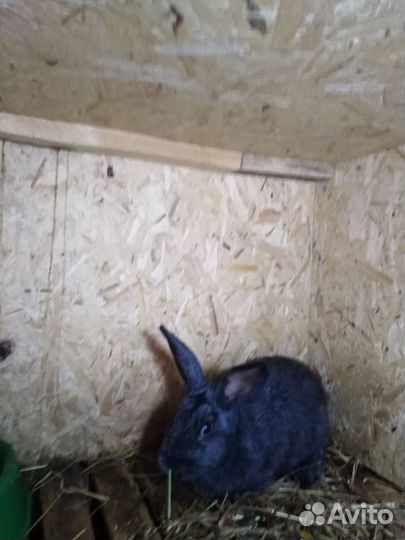 Кролики Полтавское серебро