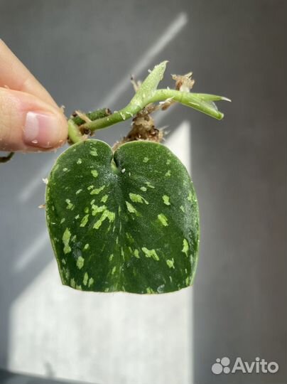 Сциндапсус neon