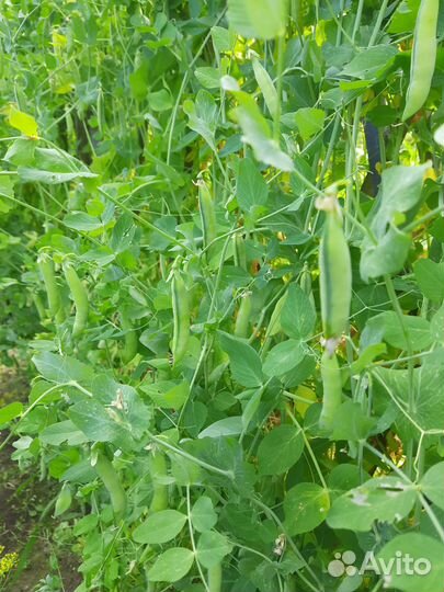Горошек зеленый в стручках