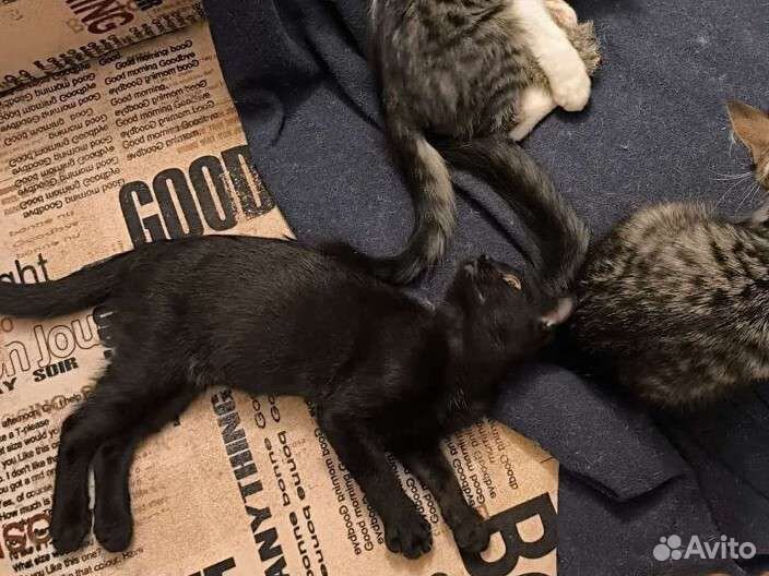 Котенок-девочка в добрые руки