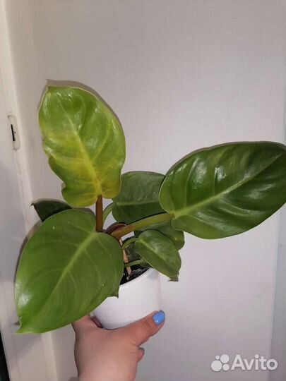 Филодендрон, монстера