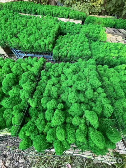 Стабилизированный мох, Тёмно-зелёный