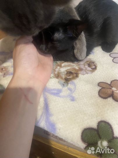 Одам котят в добрые руки