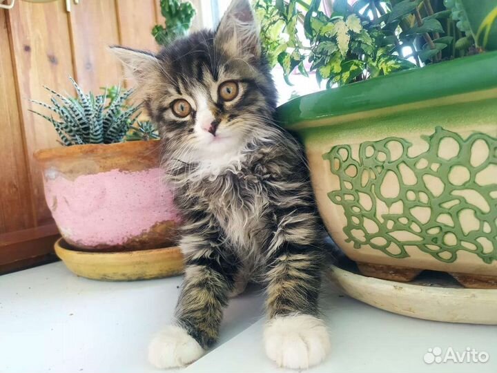 Кошечка в добрые руки