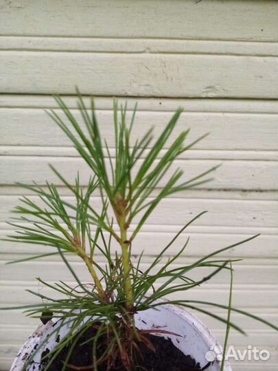 Саженцы кедр сибирский