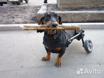 Инвалидная коляска для собак (такса, мопс) и кошек