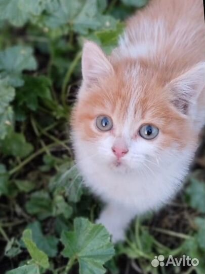 Кошка в дар бесплатно