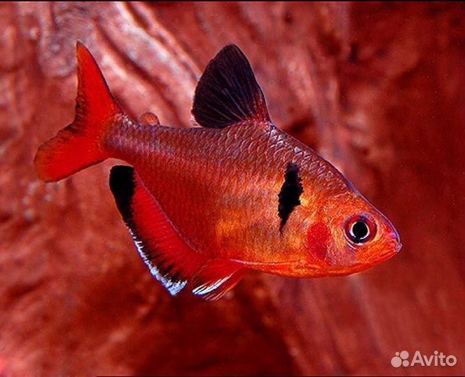 Аквариумные рыбки