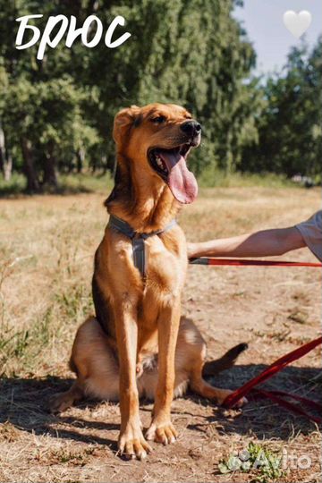 Брюс из приюта ищет хозяина