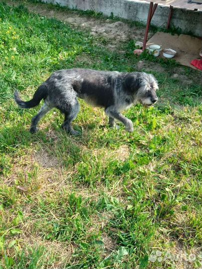 Нужен дом дратхаару